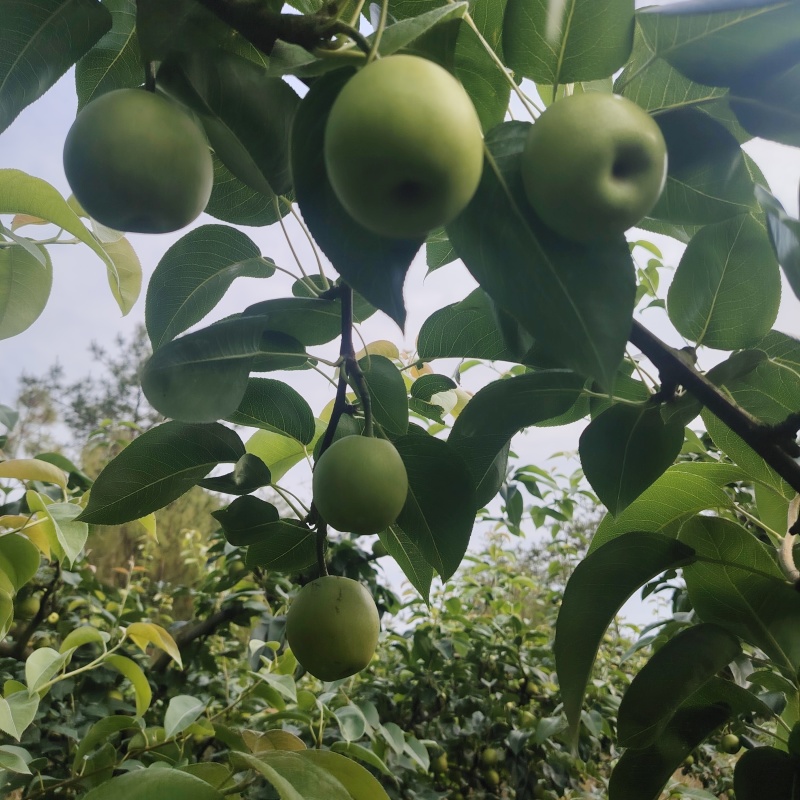 苍溪脆冠梨