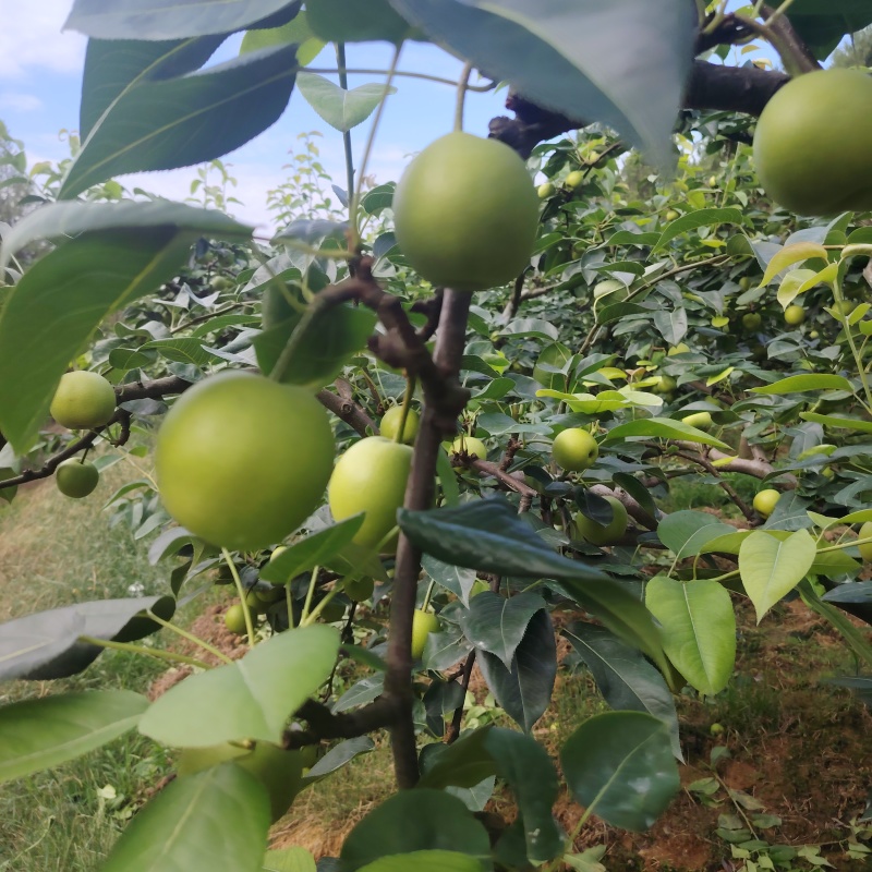 苍溪脆冠梨