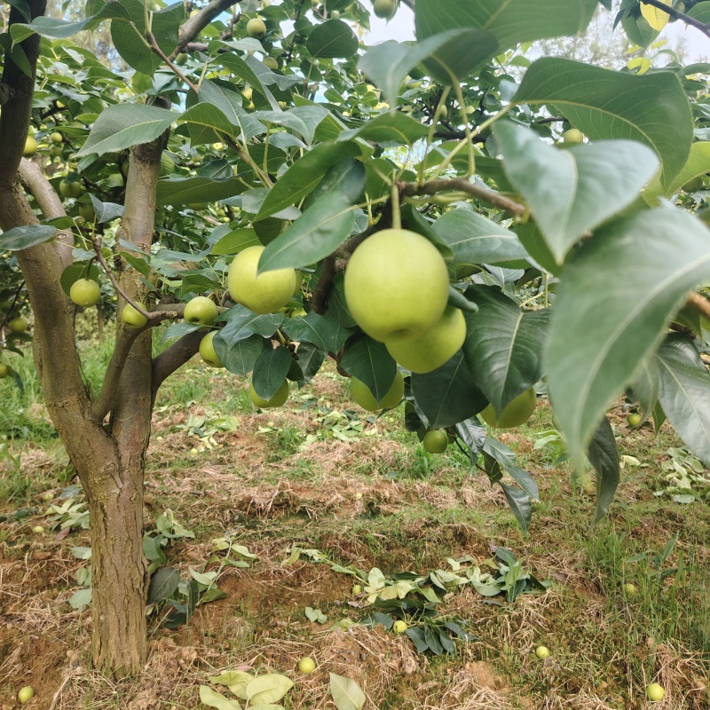 苍溪脆冠梨