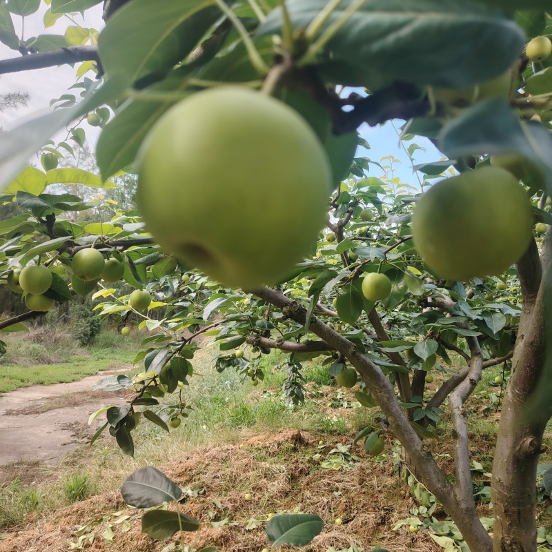 苍溪脆冠梨