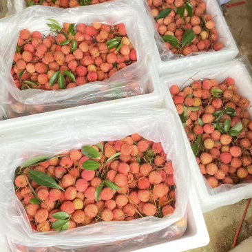 桂味荔枝