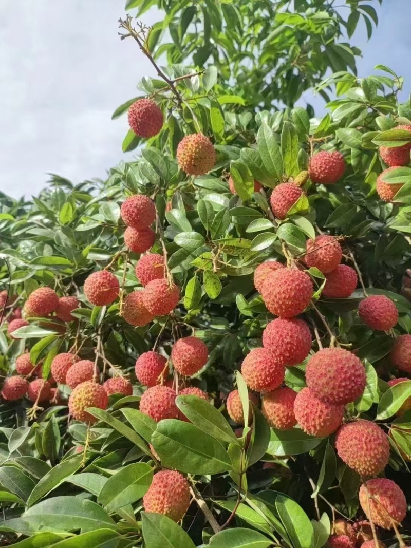 桂味荔枝