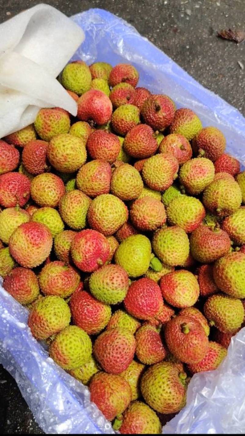 广东A级精品妃子笑荔枝，广东一级妃子笑荔枝，广东荔枝大果