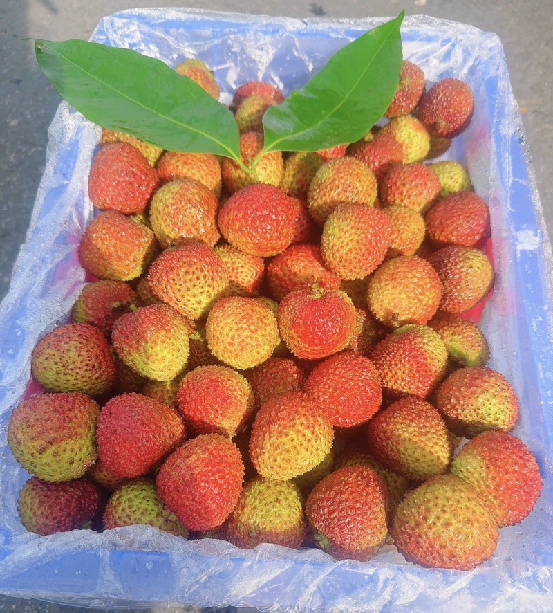广东A级精品妃子笑荔枝，广东一级妃子笑荔枝，广东荔枝大果