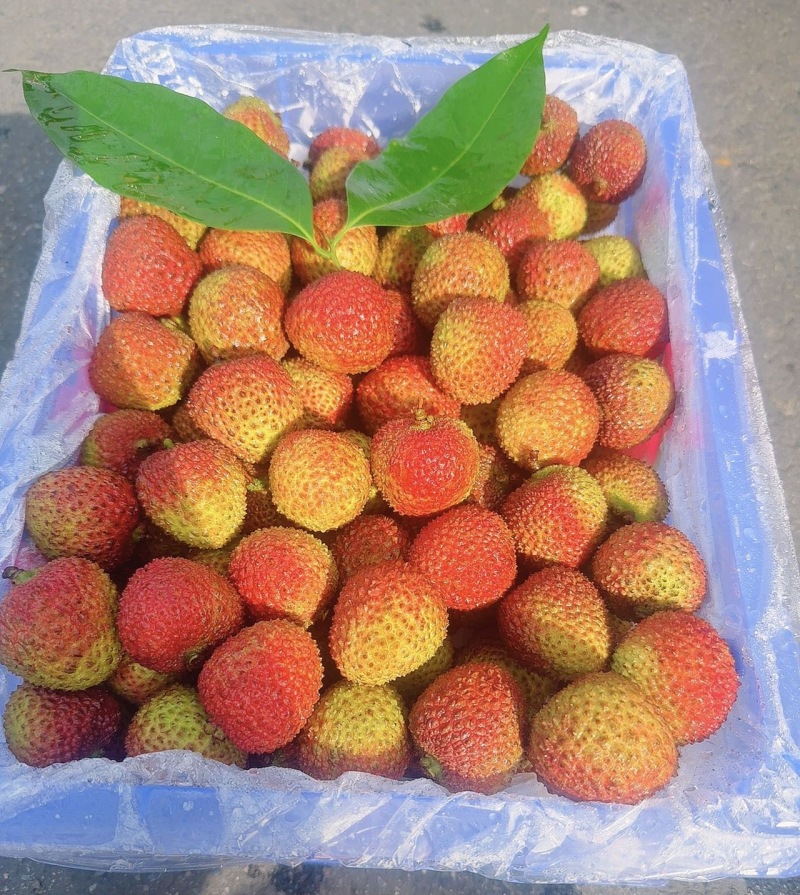广东A级精品妃子笑荔枝，广东一级妃子笑荔枝，广东荔枝大果