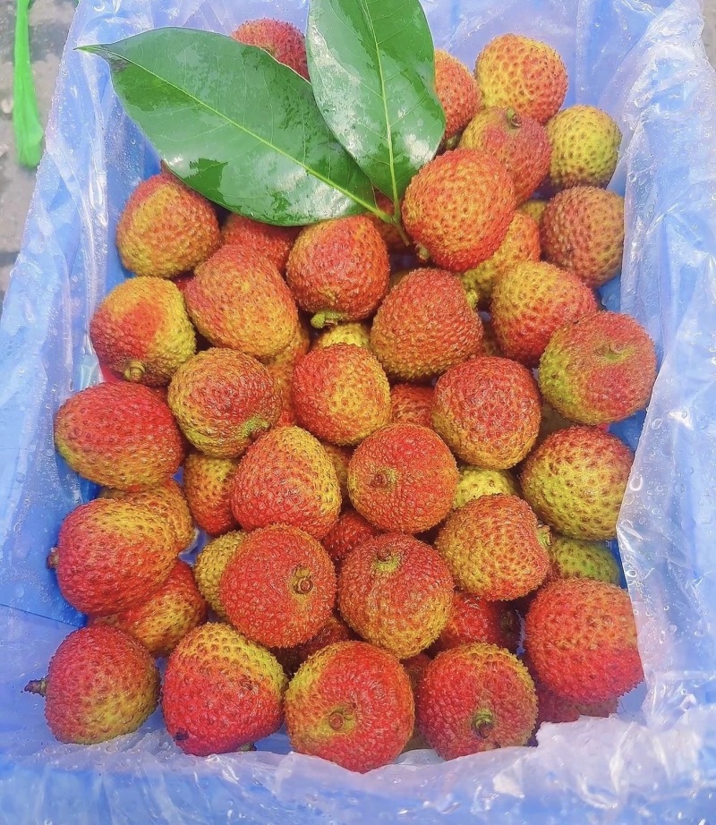 广东A级精品妃子笑荔枝，广东一级妃子笑荔枝，广东荔枝大果