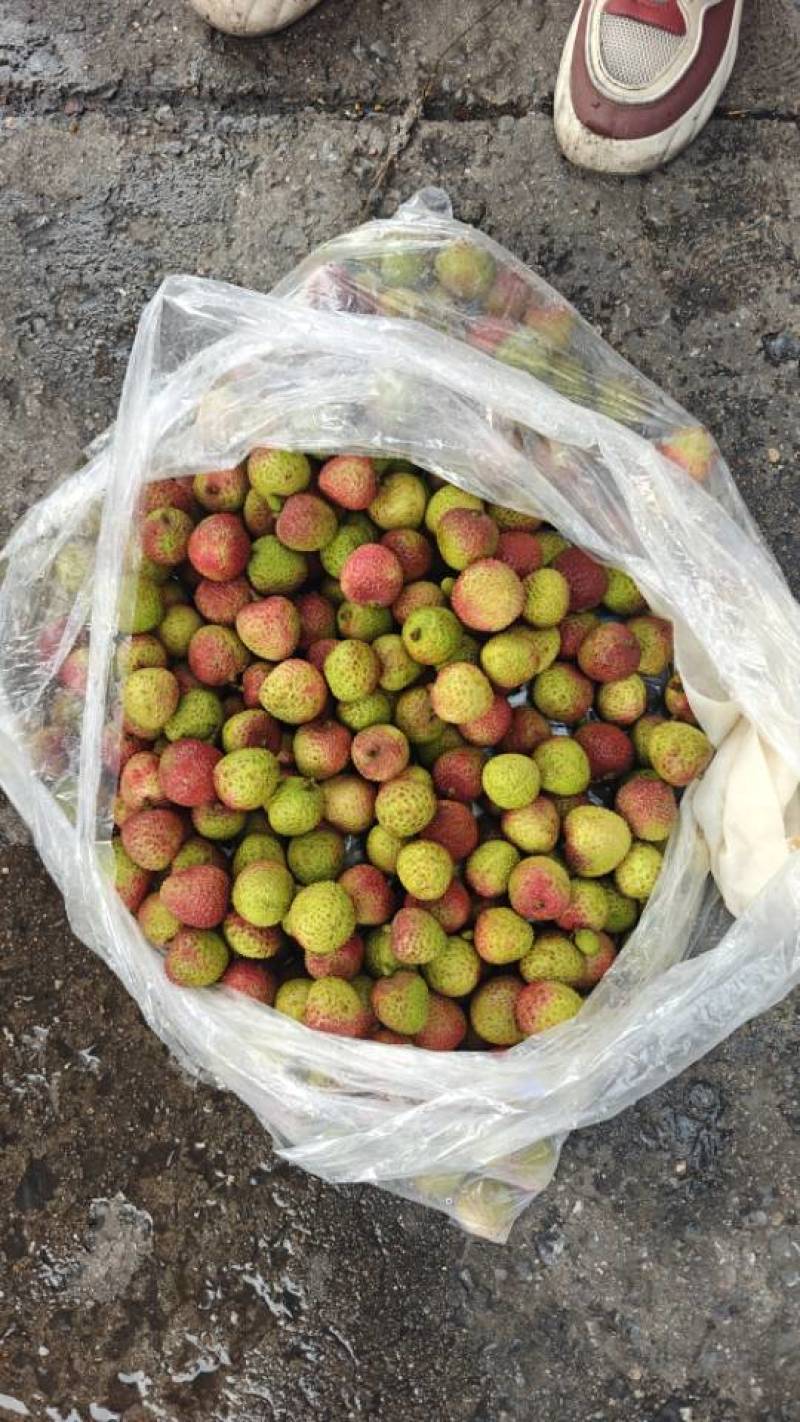 广东A级精品妃子笑荔枝，广东一级妃子笑荔枝，广东荔枝大果