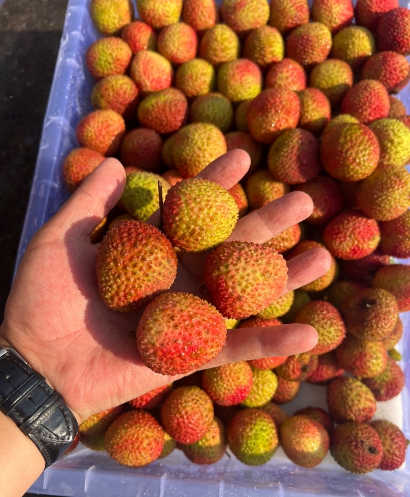 广东A级精品妃子笑荔枝，广东一级妃子笑荔枝，广东荔枝大果