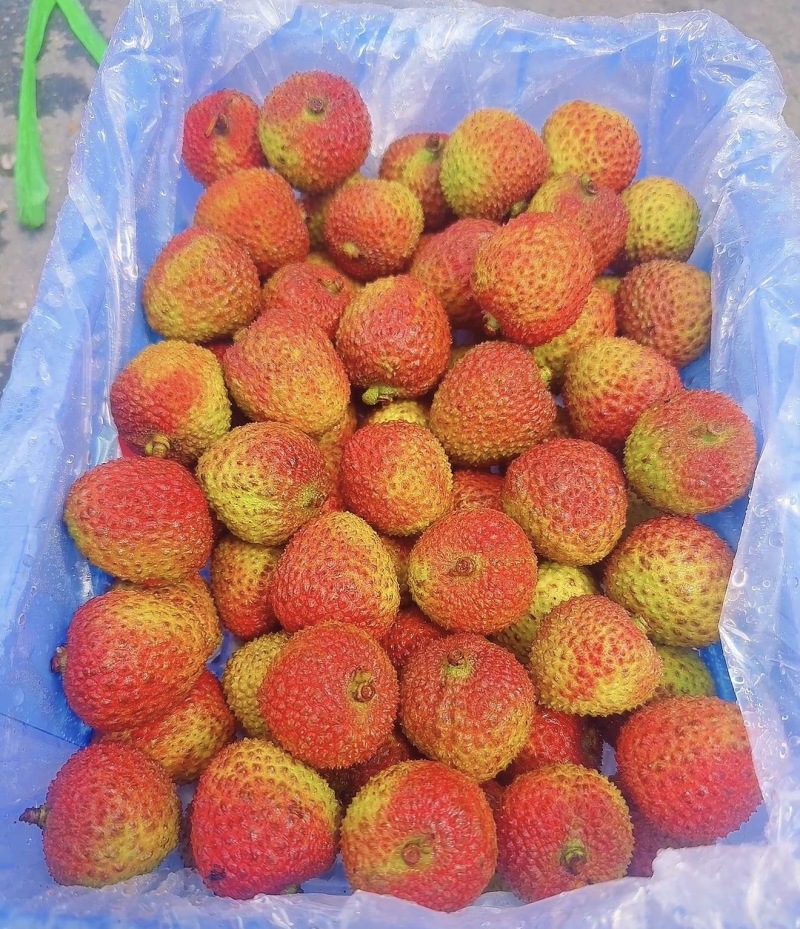 广东A级精品妃子笑荔枝，广东一级妃子笑荔枝，广东荔枝大果