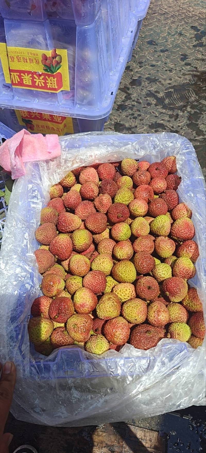广东A级精品妃子笑荔枝，广东一级妃子笑荔枝，广东荔枝大果