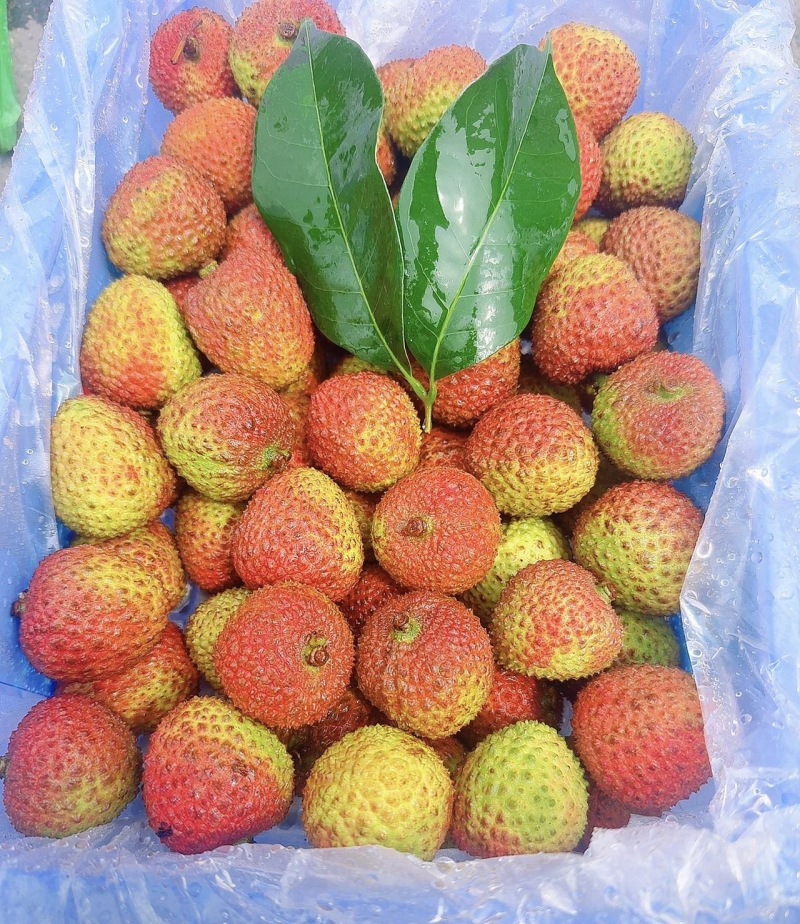广东A级精品妃子笑荔枝，广东一级妃子笑荔枝，广东荔枝大果