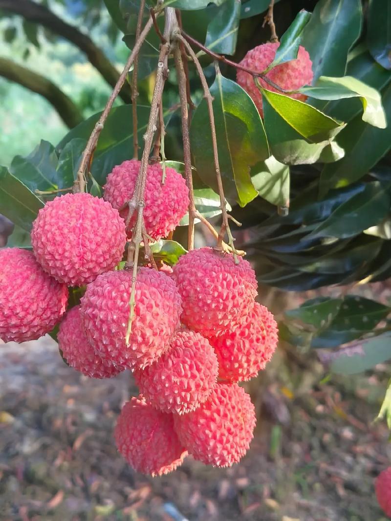 广东揭阳惠来县新鲜桂味荔枝现摘现发口感清甜核小肉厚