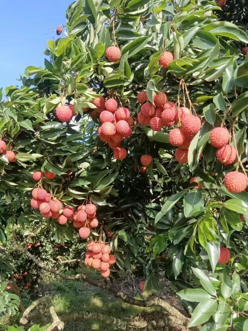 广东揭阳惠来县新鲜桂味荔枝现摘现发口感清甜核小肉厚