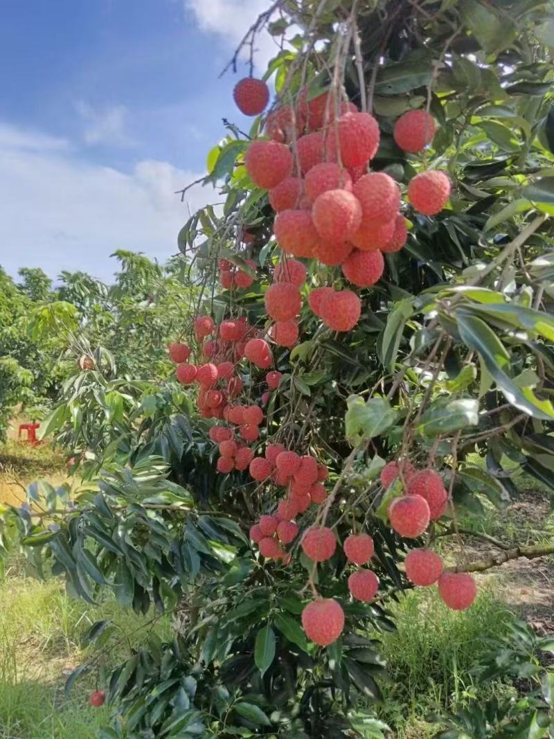 广东揭阳惠来县新鲜桂味荔枝现摘现发口感清甜核小肉厚