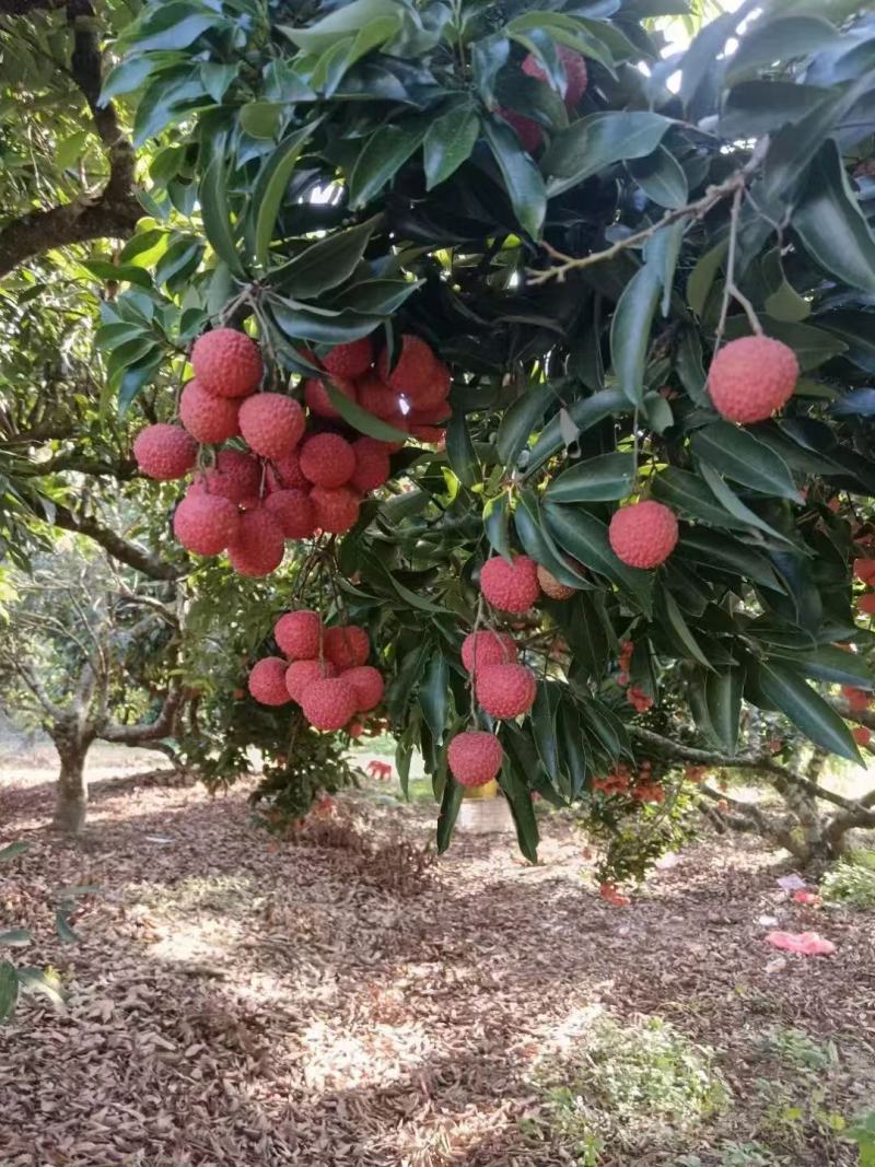 广东揭阳惠来县新鲜桂味荔枝现摘现发口感清甜核小肉厚