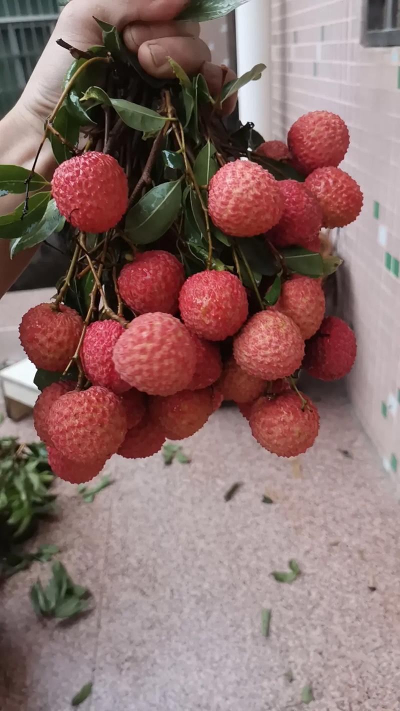 广东揭阳惠来县新鲜桂味荔枝现摘现发口感清甜核小肉厚