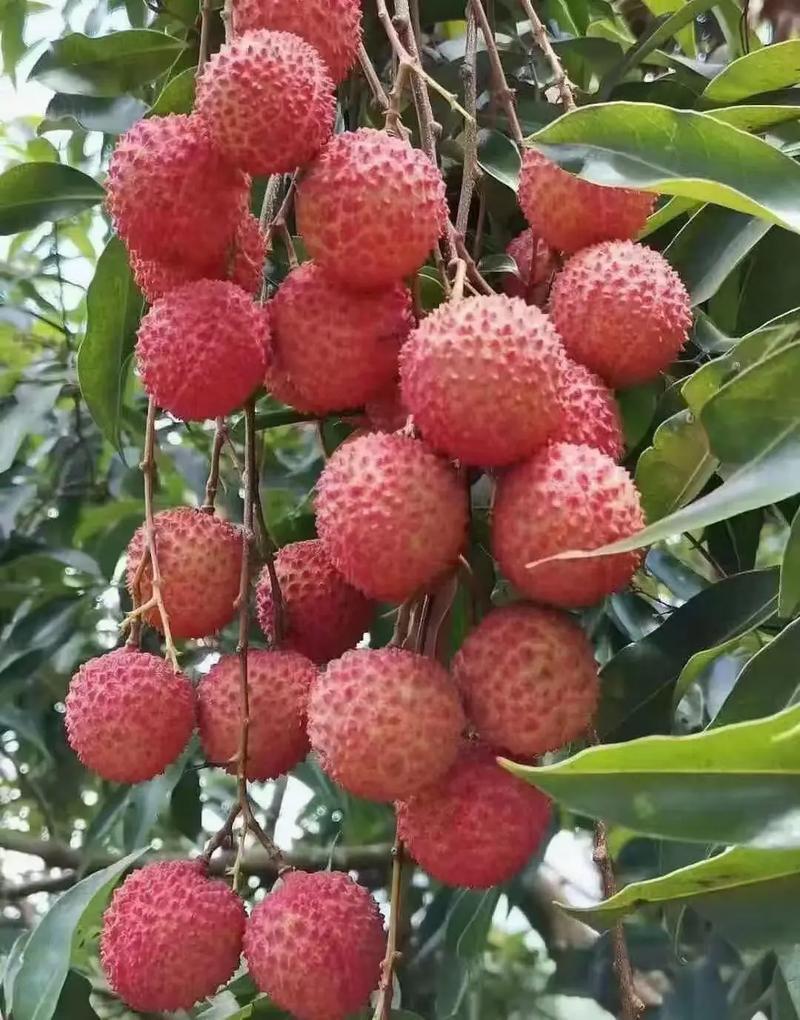 广东揭阳惠来县新鲜桂味荔枝现摘现发口感清甜核小肉厚
