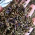 小葛花颜色好药食同源量大优惠