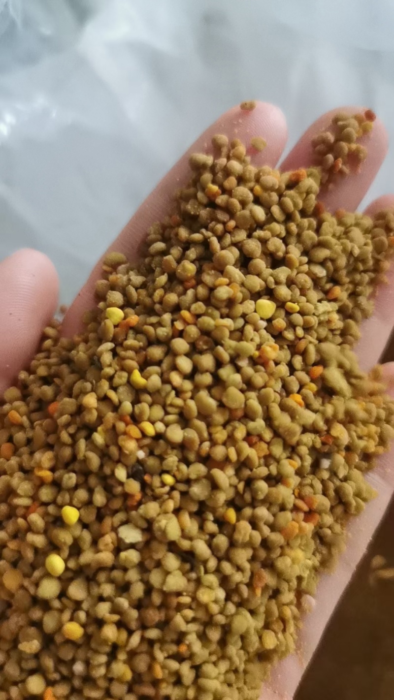 百花粉油菜杂粉纯正天然新鲜大颗粒杂花粉