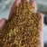 百花粉油菜杂粉纯正天然新鲜大颗粒杂花粉