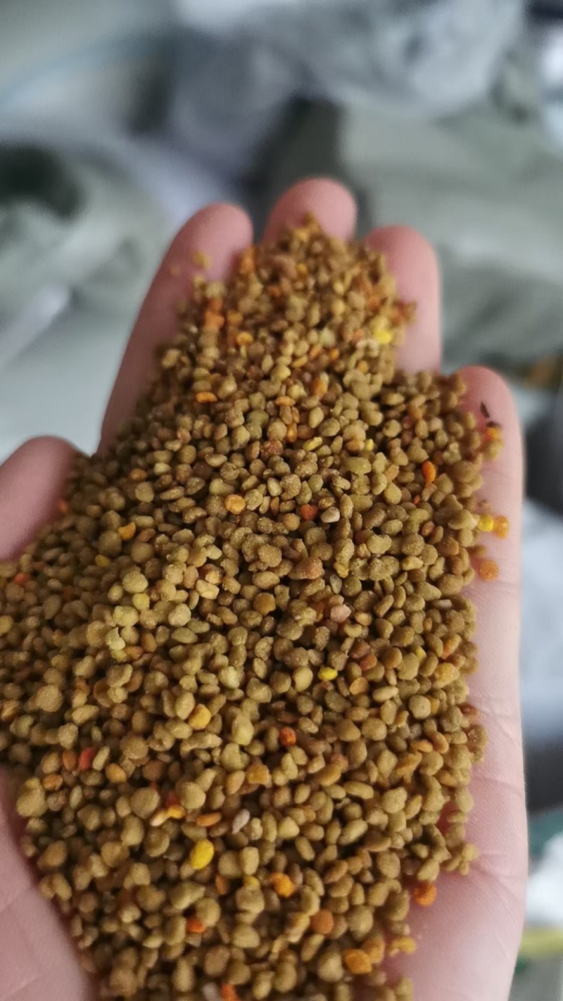百花粉油菜杂粉纯正天然新鲜大颗粒杂花粉