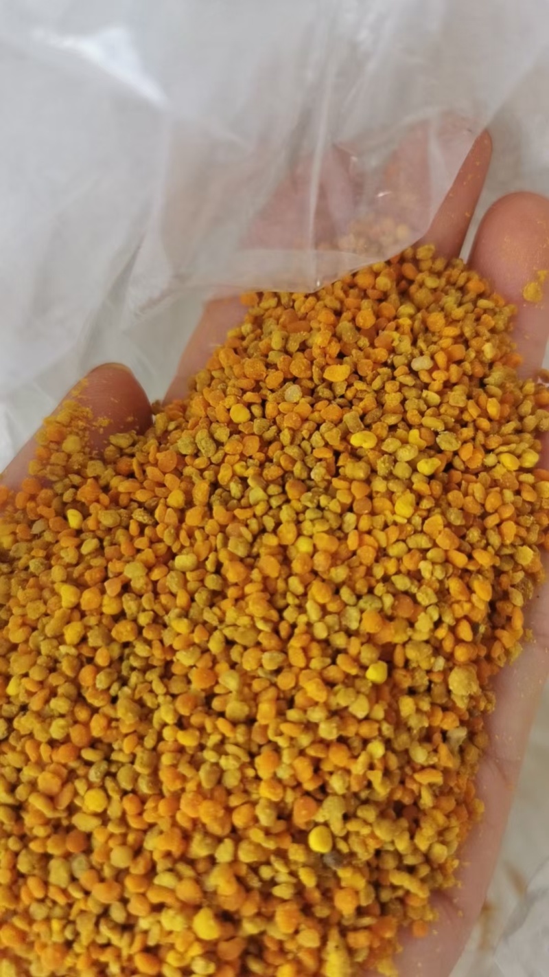 百花粉油菜杂粉纯正天然新鲜大颗粒杂花粉