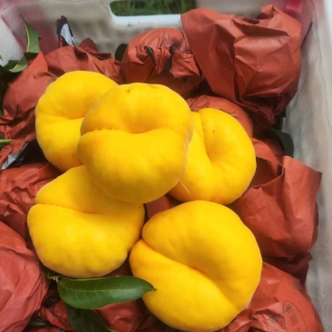 蒙阴蜜桃