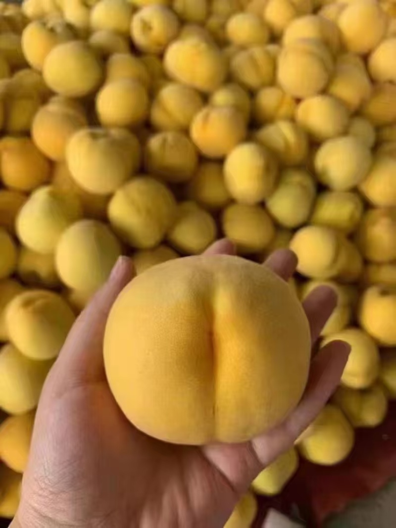 蒙阴蜜桃
