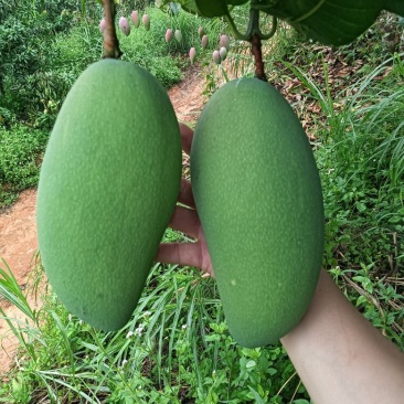 大金皇芒果