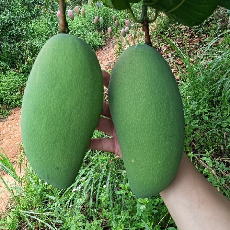 大金皇芒果