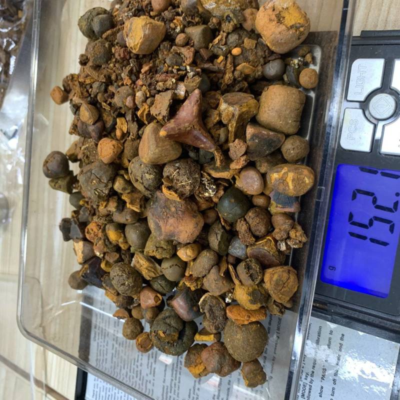 本公司大量收购天然牛黄，有货请联系