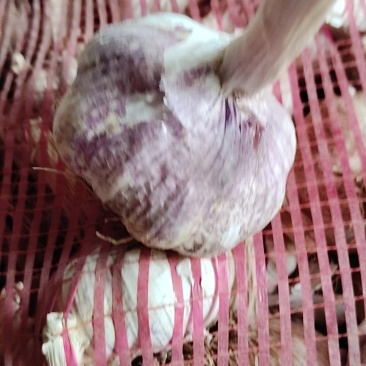 紫皮大蒜