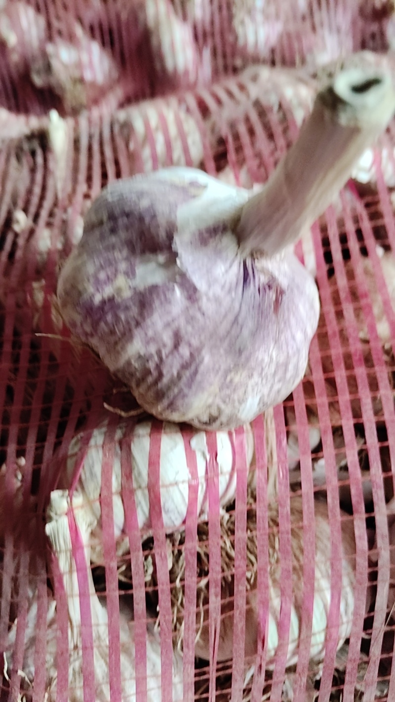 紫皮大蒜