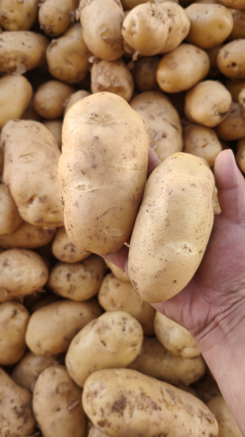 山东黄心土豆荷兰十五土豆v7/希森/沃土/实验各种