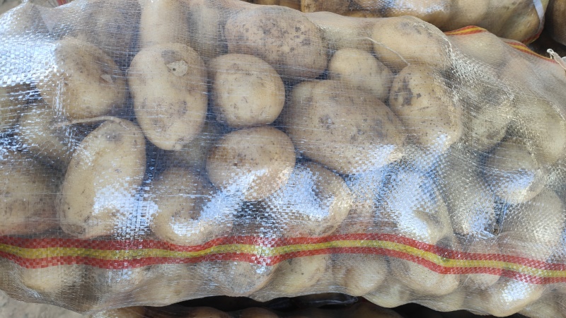 山东黄心土豆荷兰十五土豆v7/希森/沃土/实验各种