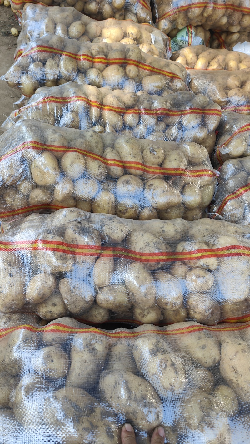 山东黄心土豆荷兰十五土豆v7/希森/沃土/实验各种