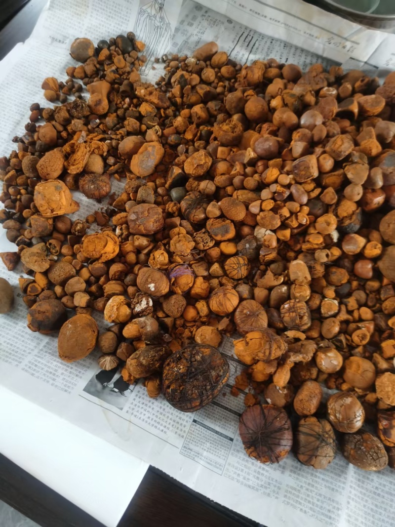 本公司大量收购天然牛黄，有货请联系。