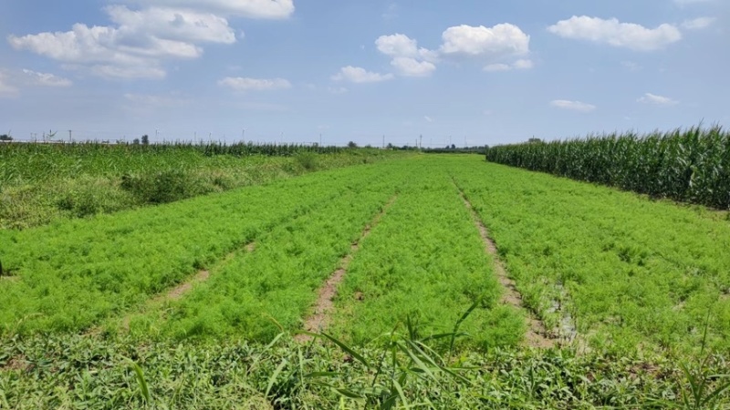 河北茴香精品叶菜现摘现发品质保证常年供应全国各地