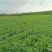 河北茴香精品叶菜现摘现发品质保证常年供应全国各地
