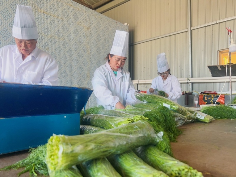 河北茴香精品叶菜现摘现发品质保证常年供应全国各地