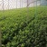 河北茴香精品叶菜现摘现发品质保证常年供应全国各地