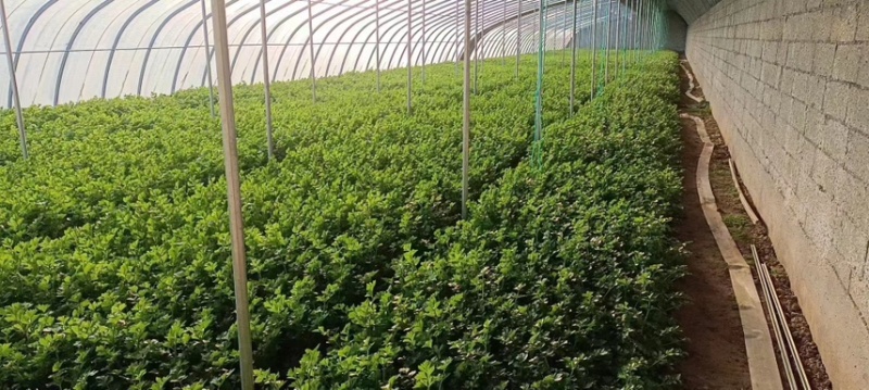 河北茴香精品叶菜现摘现发品质保证常年供应全国各地