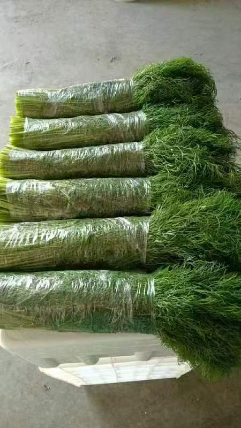 河北茴香精品叶菜现摘现发品质保证常年供应全国各地