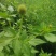 野生鬼针草，