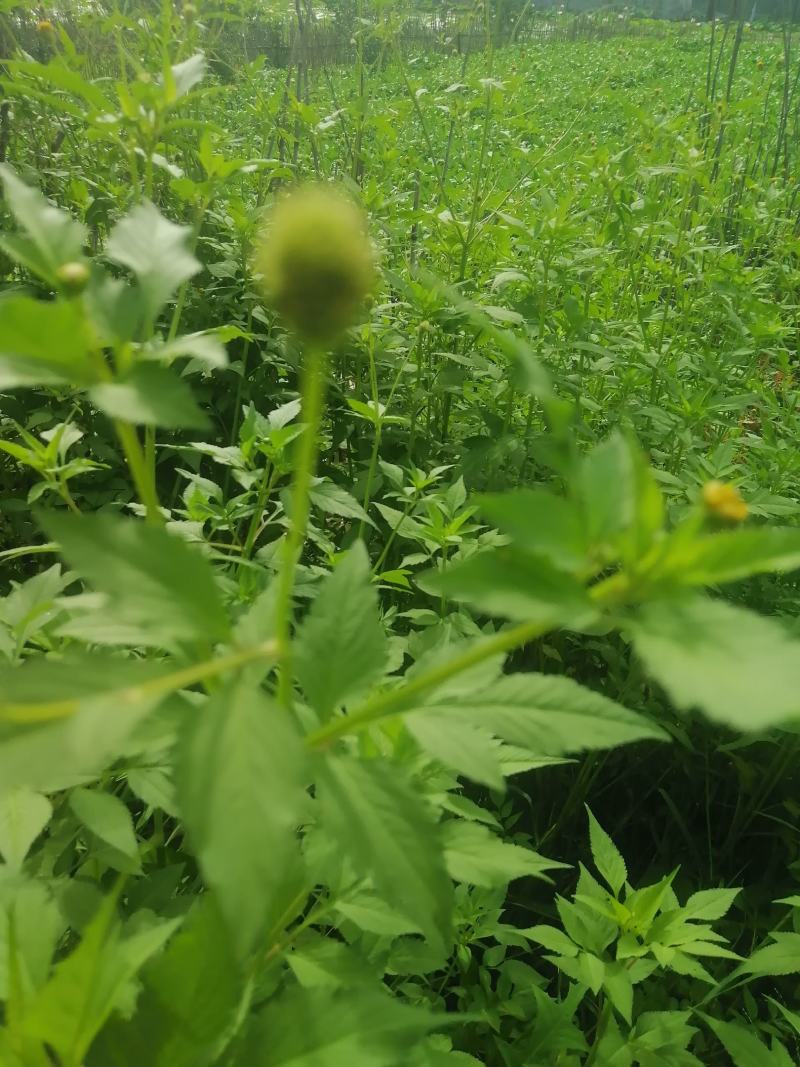 野生鬼针草，