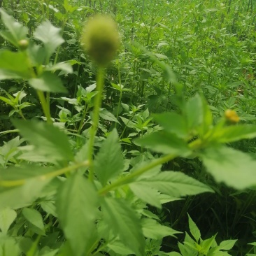 野生鬼针草，