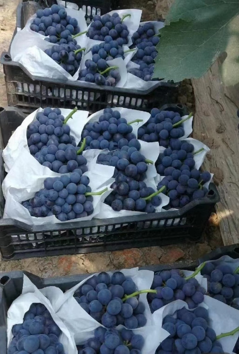 【夏邑夏黑葡萄】大量上市/现摘现发/批发~商超/欢迎来电