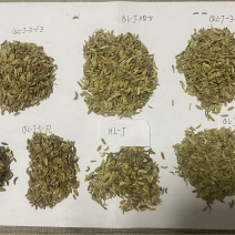 新疆阿勒泰小茴香，产地直发一手货源，对接商超市场电商