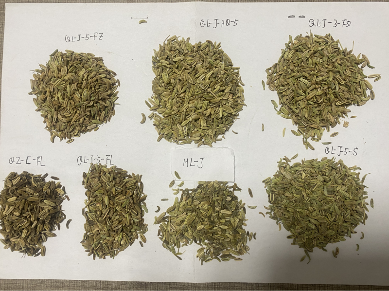 新疆阿勒泰小茴香，产地直发一手货源，对接商超市场电商