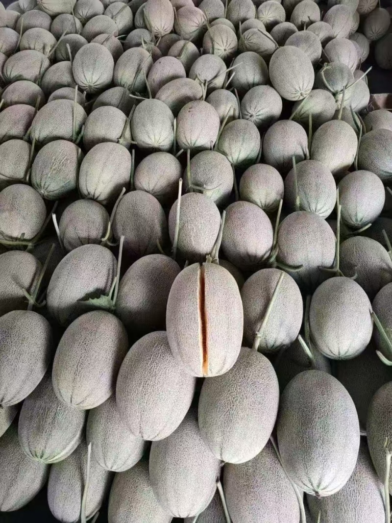 河南夏邑哈密瓜/晓蜜25哈密瓜/现摘现发/保证质量全国发